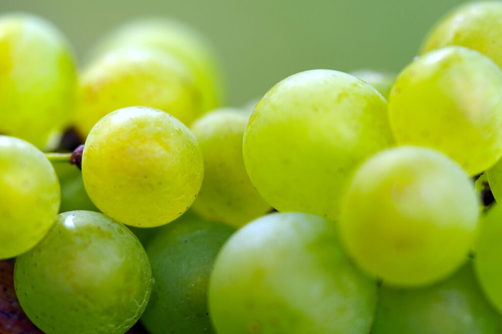 Takahata Station Guide | Wine, Fruit & a Literary Town
