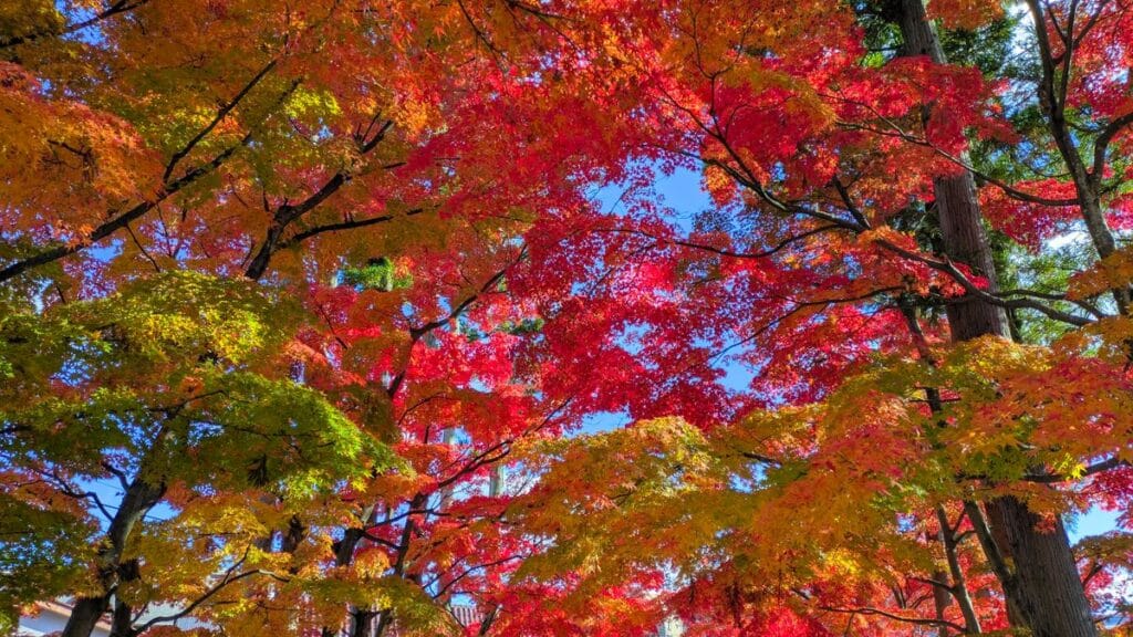 Best Hotels Near Kotodai-Koen Station | Parks, Government & Kokubuncho Nights