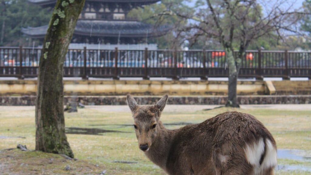 Best Hotels Near Yamato-Saidaiji Station | The Junction by the Palace Field