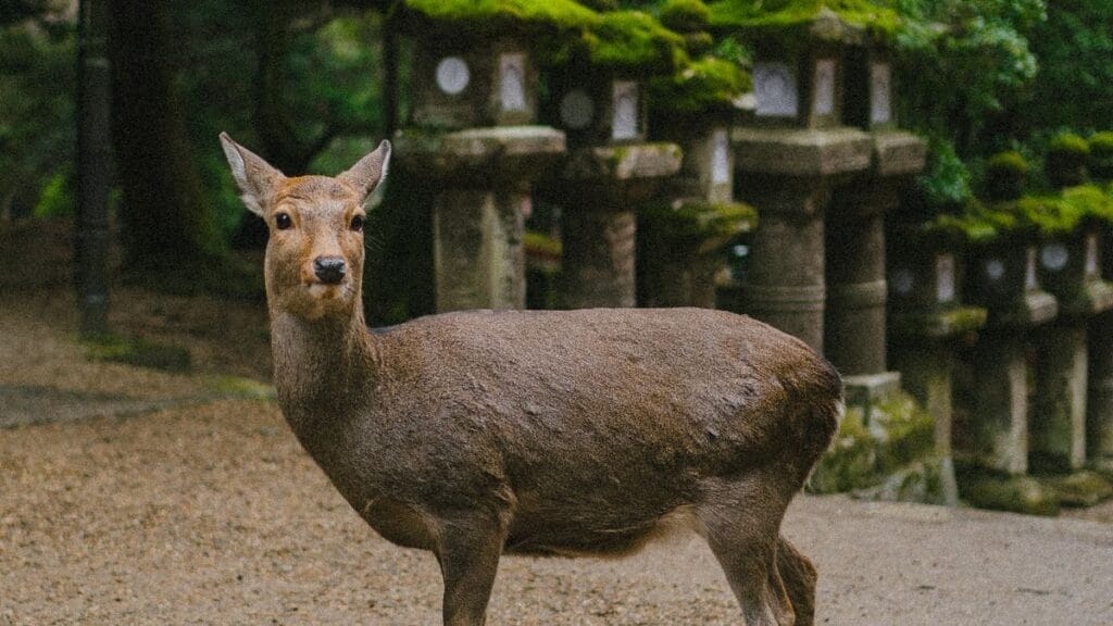 Best Hotels Near Gakuenmae Station | The Museum Suburb