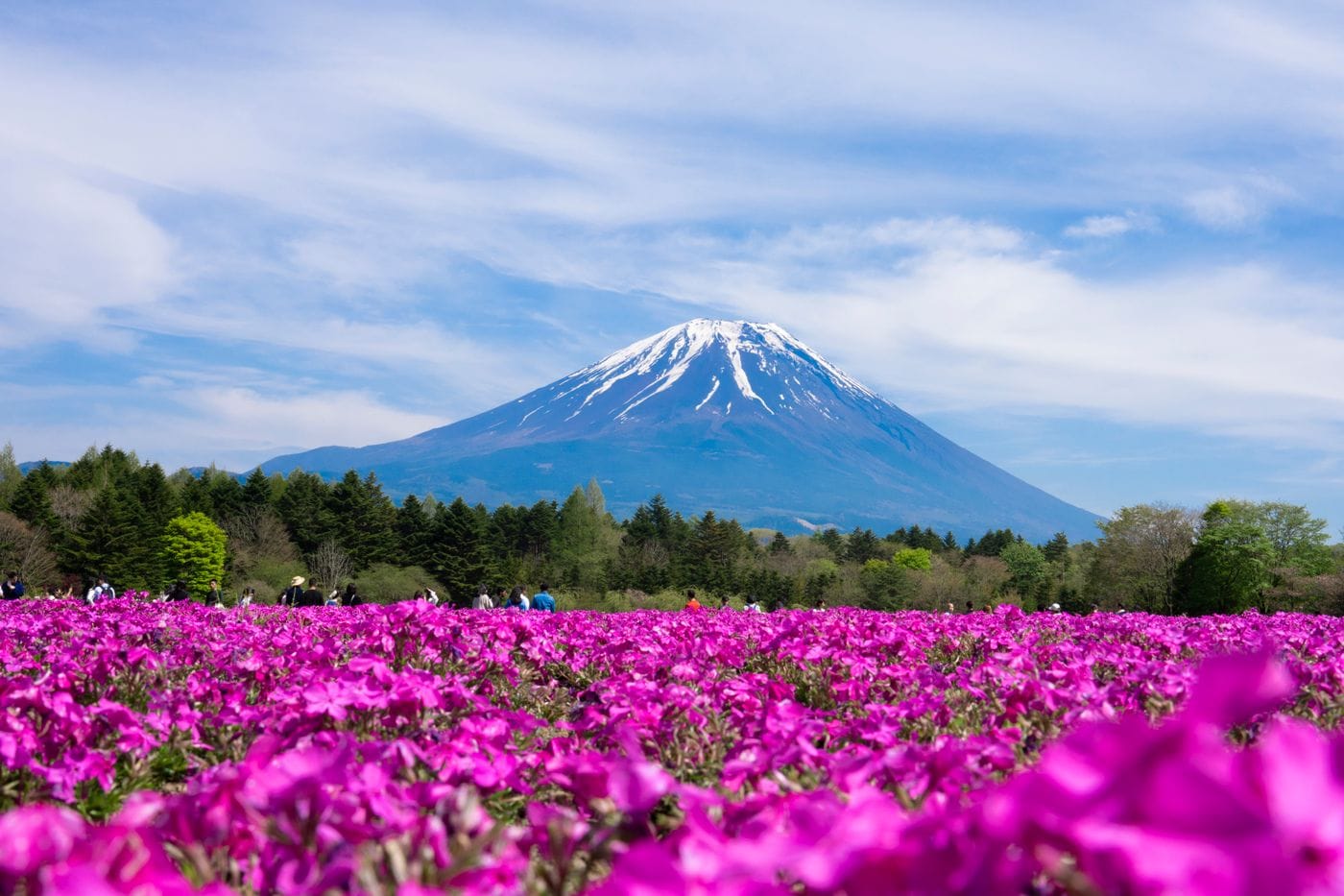 Mount Fuji and pagoda in spring