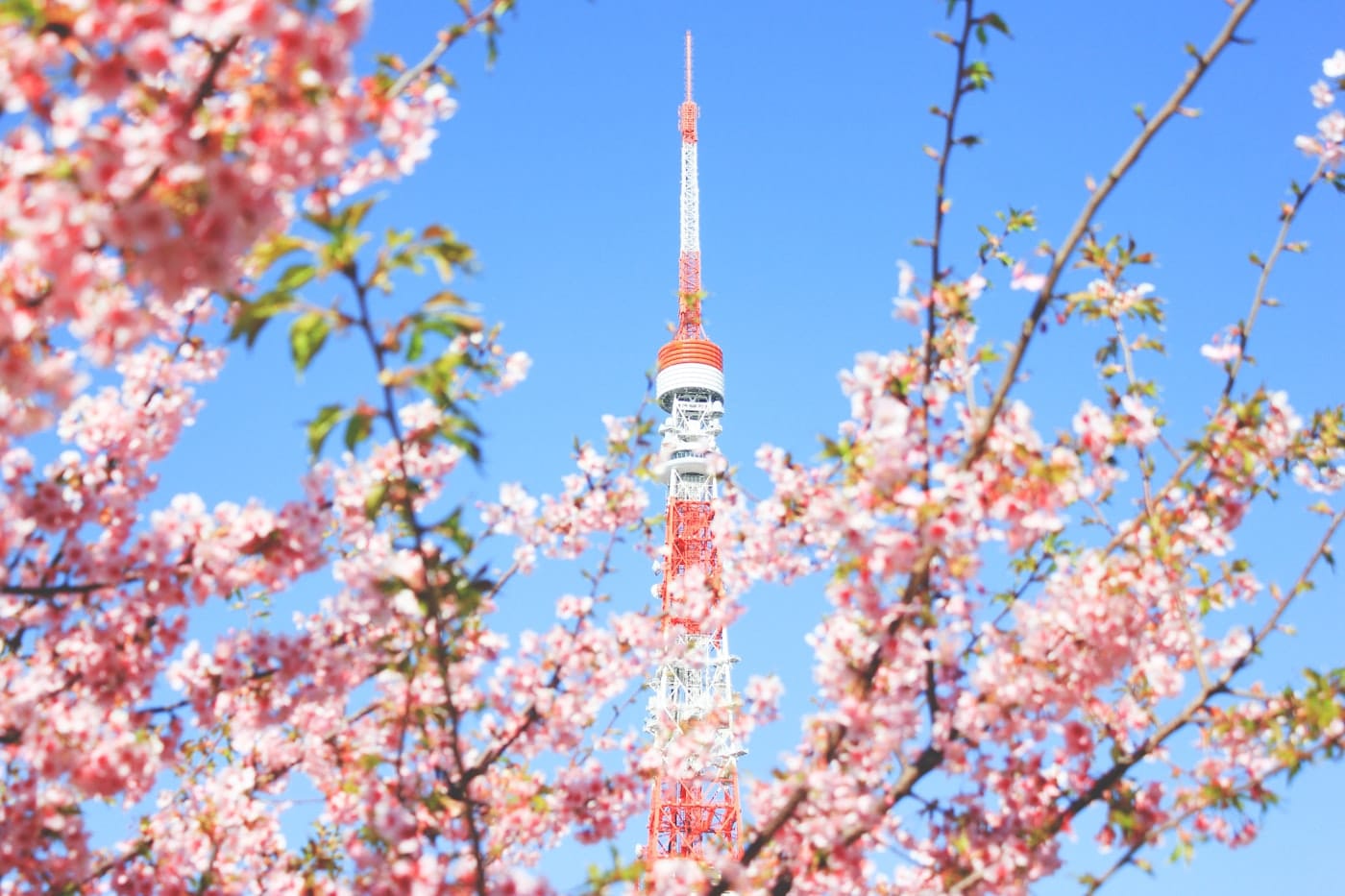 Tokyo Tower with cherry blossoms