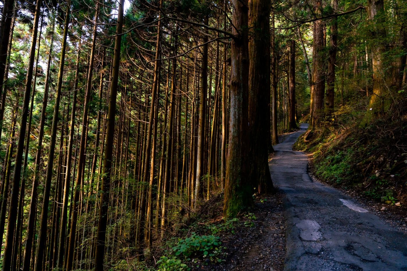 Tranquil path amidst towering trees in Ome, Japan's lush forest.