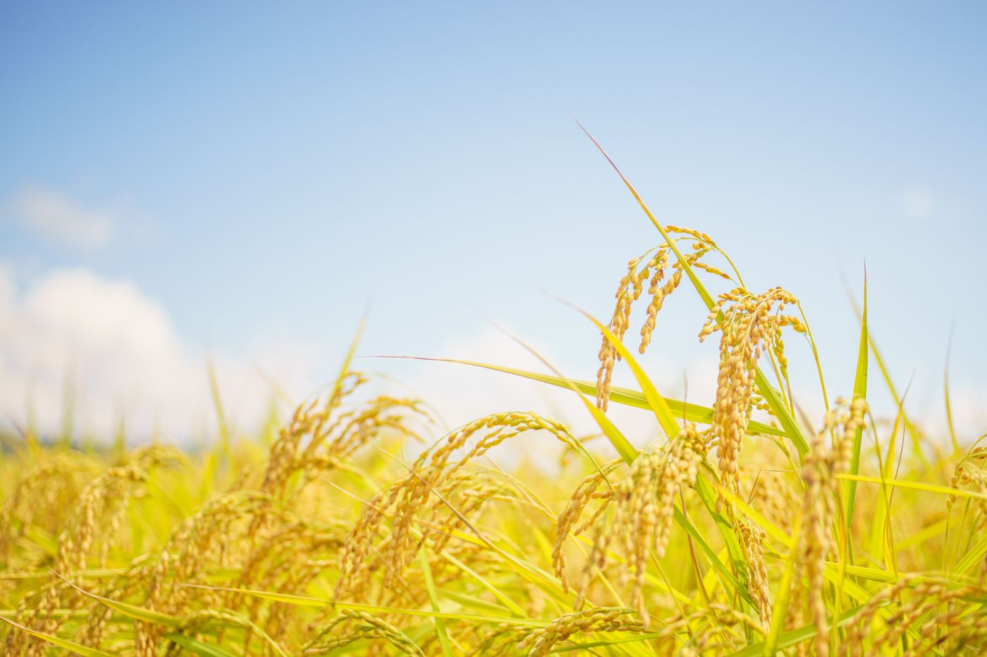 Sunlit rice field in Azumino, Nagano Prefecture, Japan showcasing ripe crops under a clear blue sky.