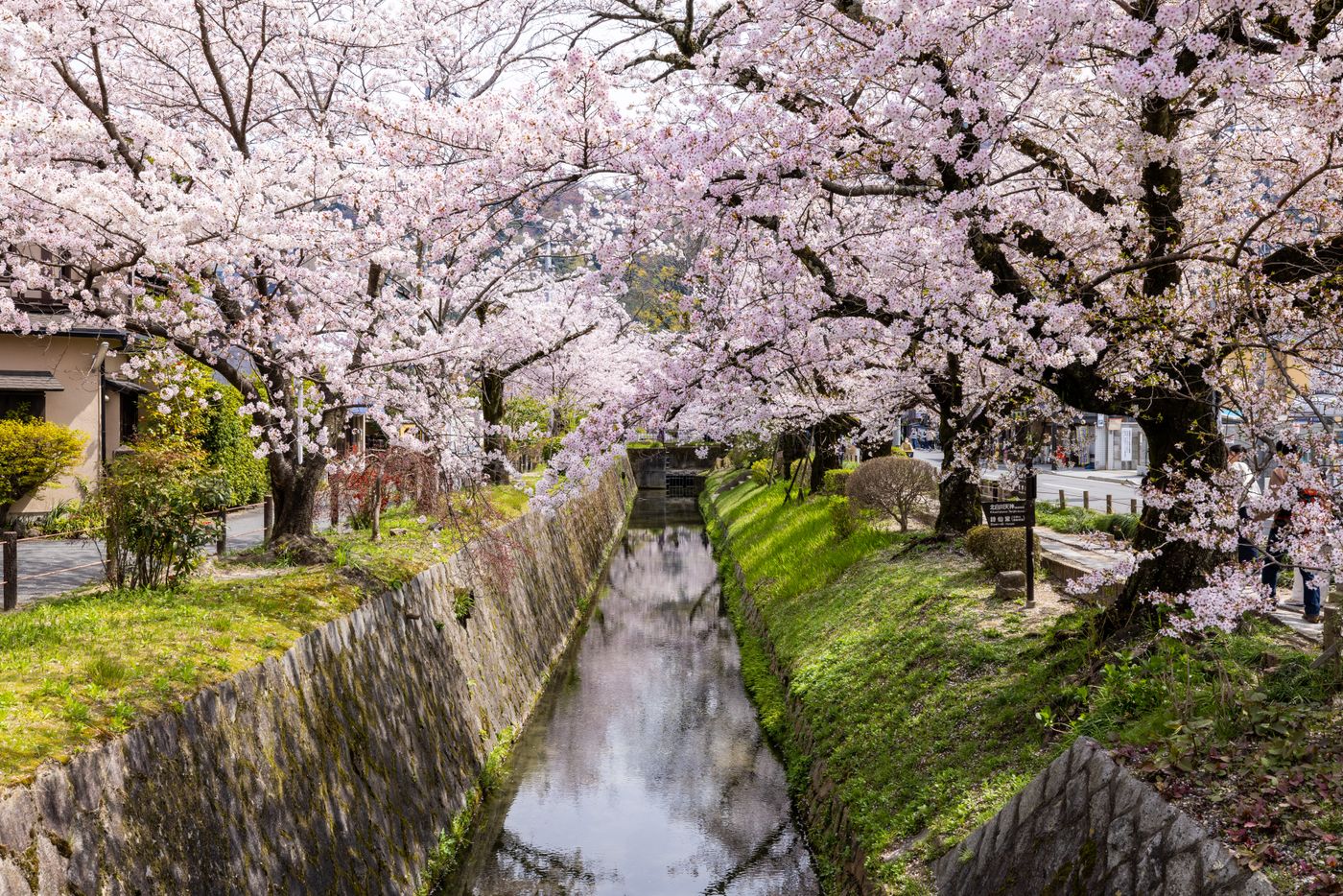 Cherry Blossoms in Kyoto: The Local’s Itinerary for Avoiding the Crowds