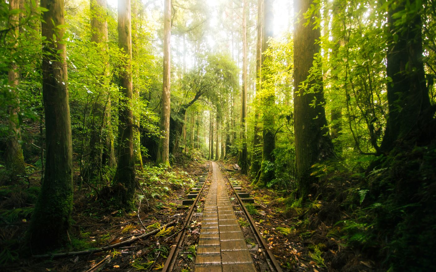 Hiking in Japan for Beginners: The 10 Best Trails for Non-Experts