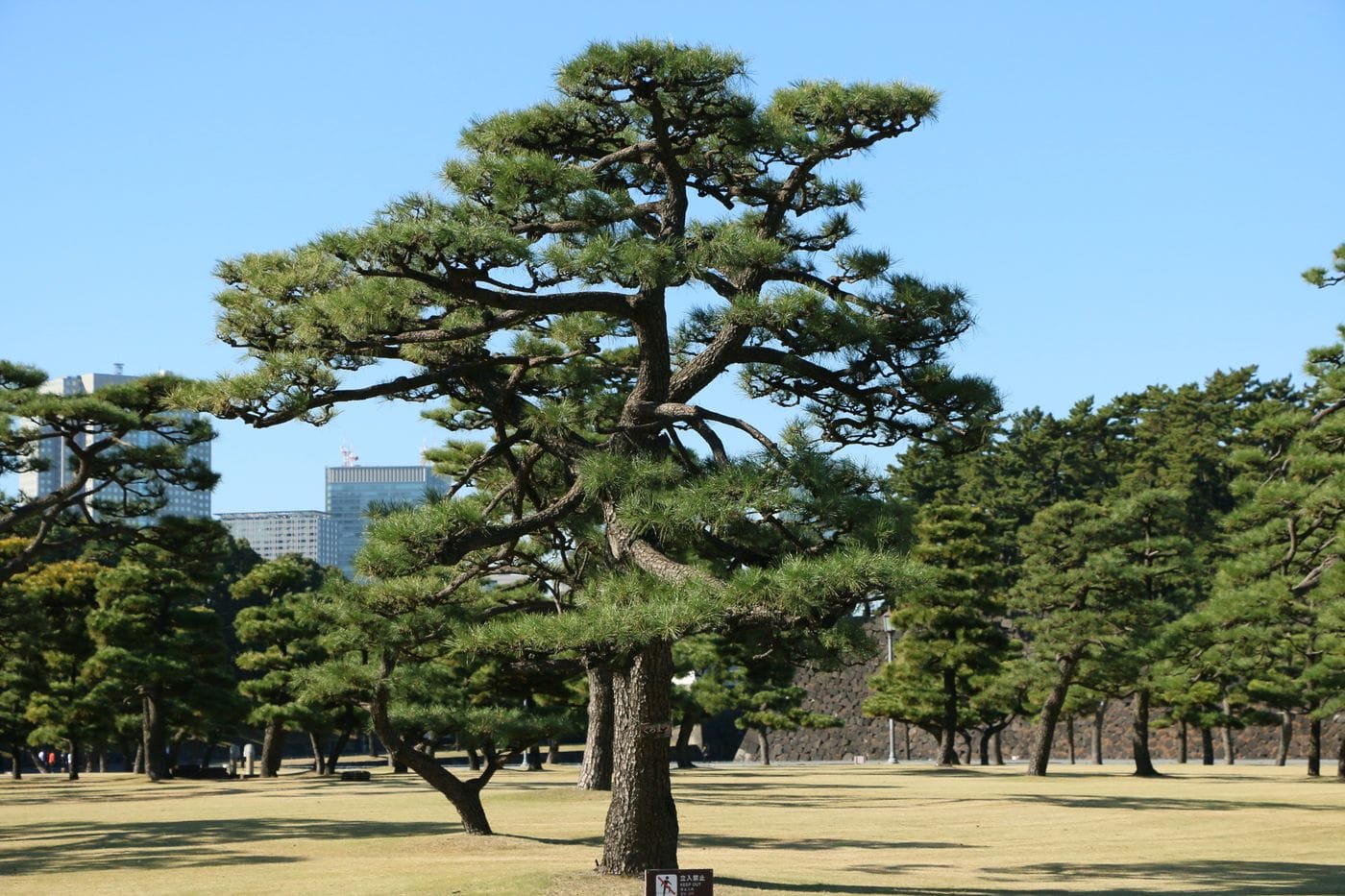 A lone pine tree stands in the lush green park in Tokyo, with a backdrop of urban skyscrapers.