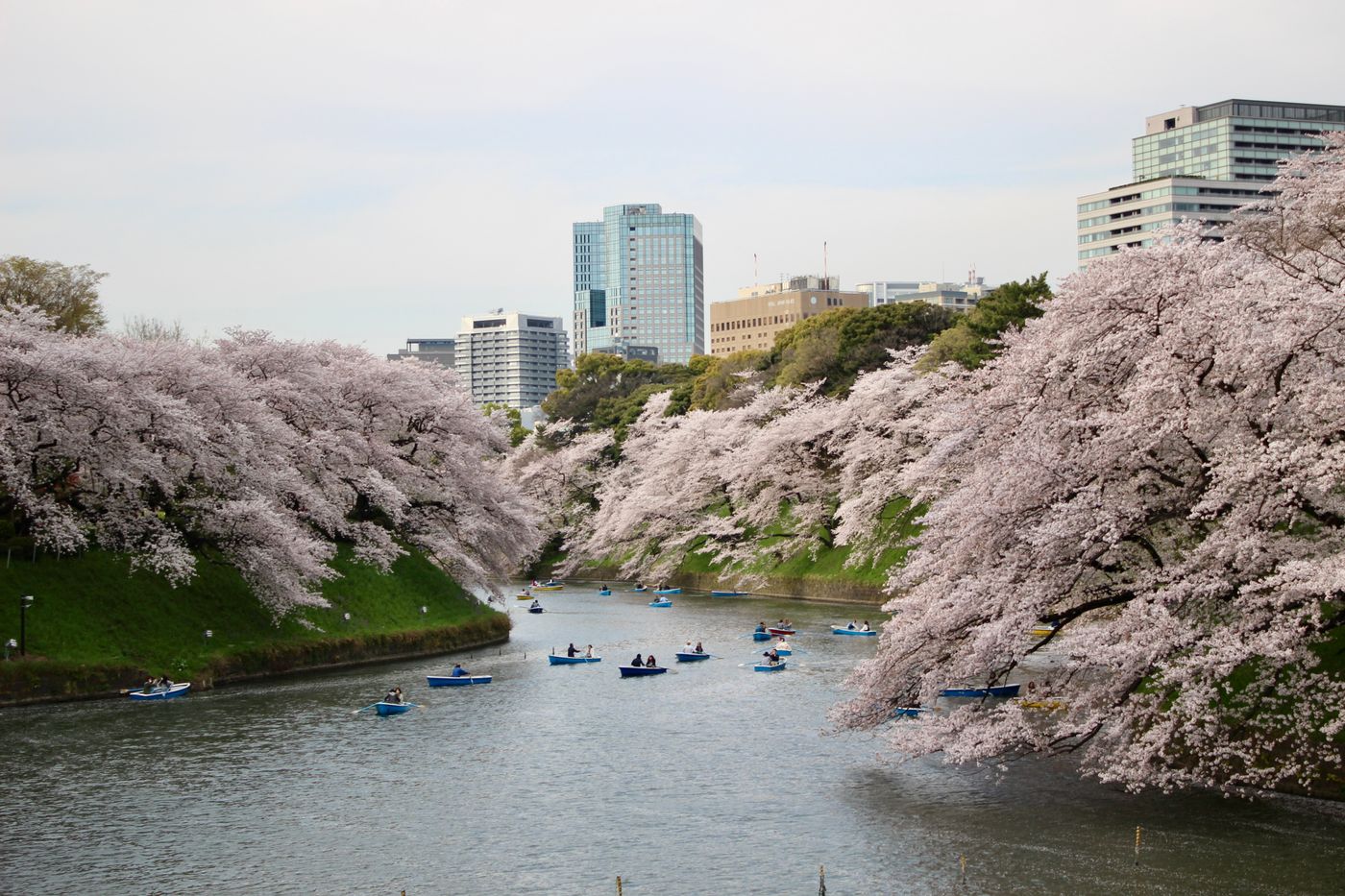 Boats float under cherry blossoms in Chidorigafuchi, Tokyo, Japan.
