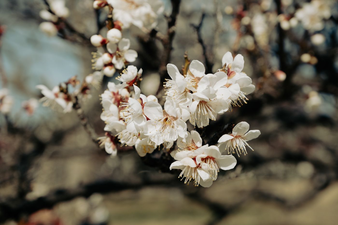 Mito Kairakuen Plum Blossom Guide | Japan’s Top Garden