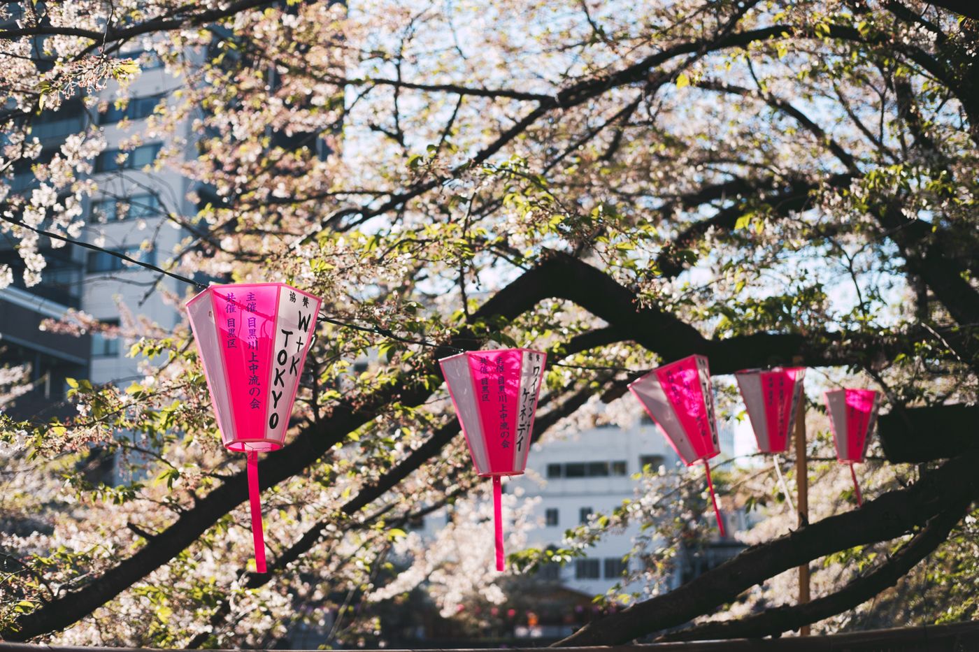 Best Hanami Spots in Tokyo Beyond Ueno Park