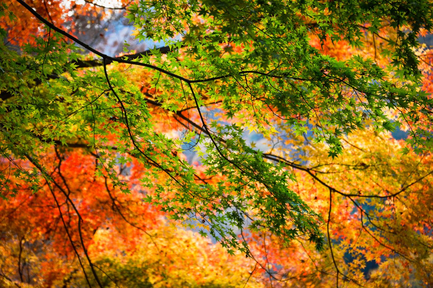 Yamadera (立石寺): Climbing 1,015 Steps to Basho’s Temple in the Clouds