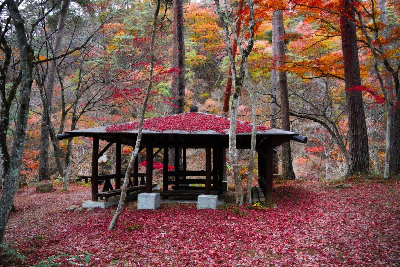 Charming autumn leaves cover a forest hut in Kofu, Japan, evoking warmth and tranquility.