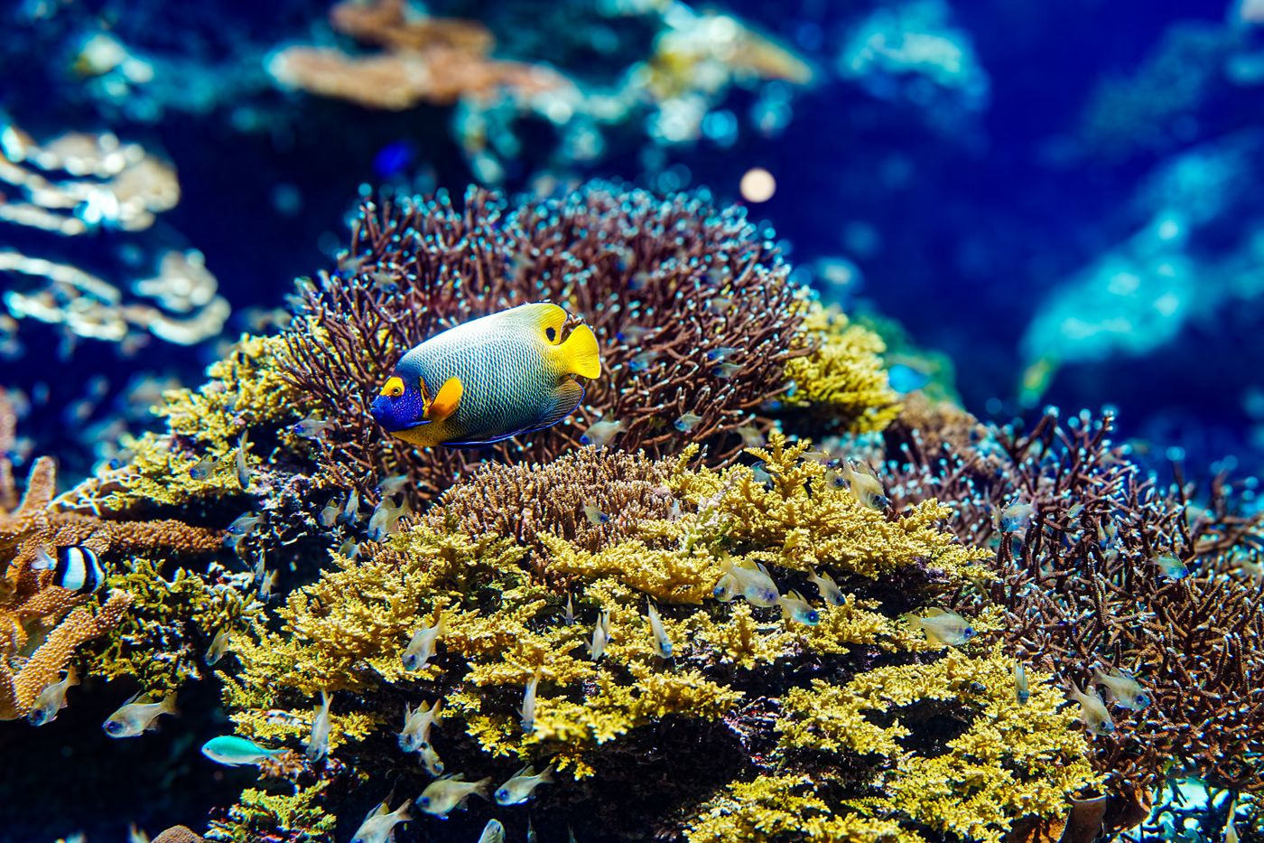 Diving in Okinawa: The Best Coral Reefs, Blue Caves & Hammerhead Sharks