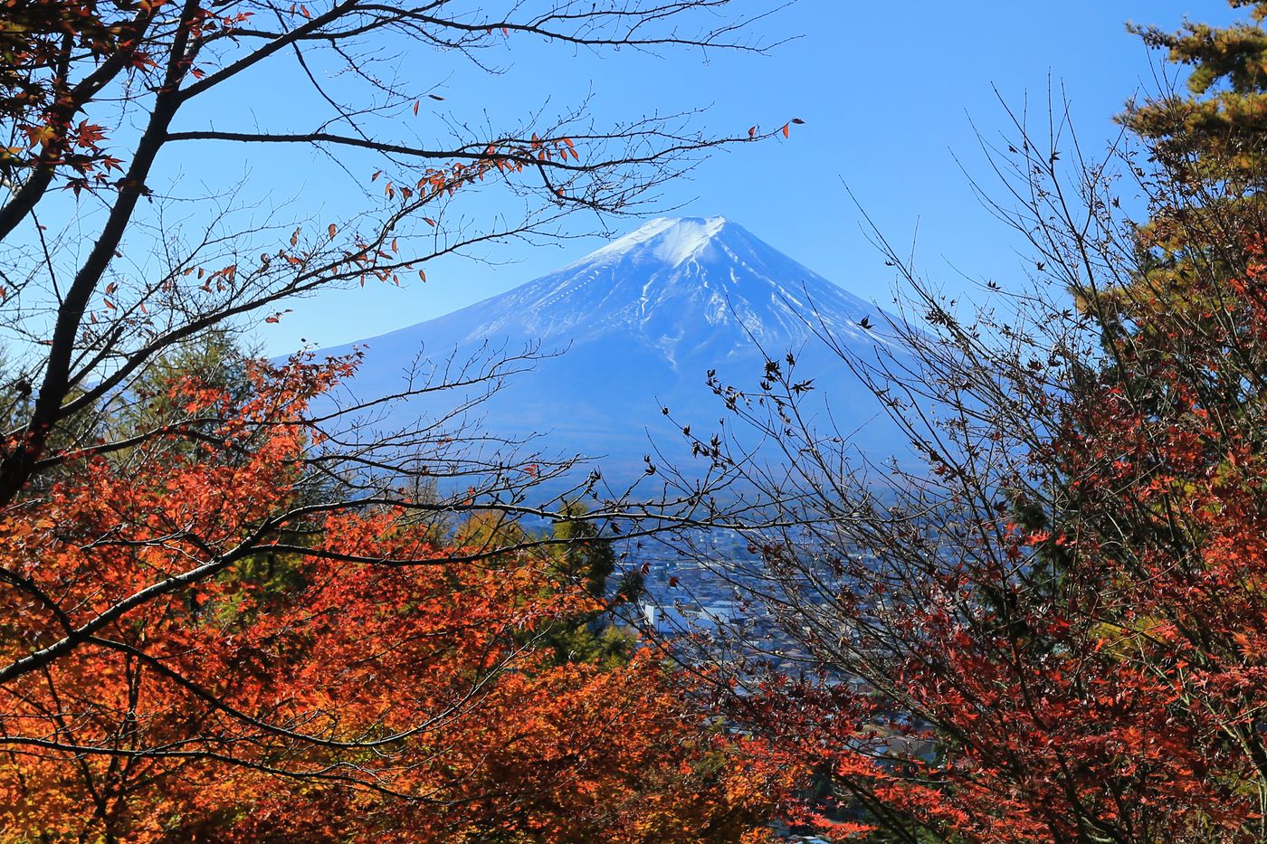 Vibrant autumn foliage frames a breathtaking view of Mount Fuji on a clear day.