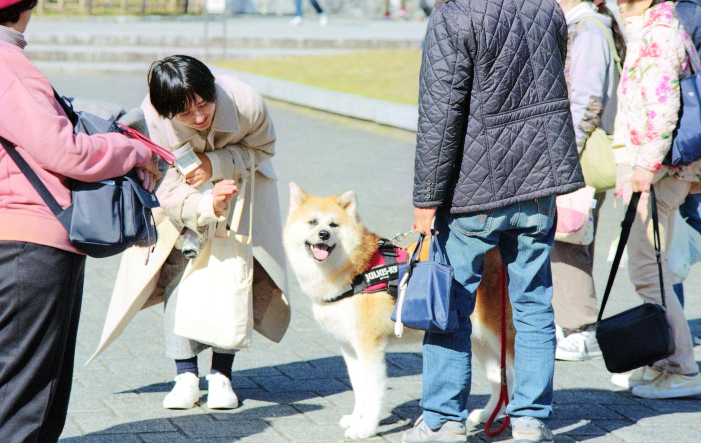 Kakunodate: The Samurai Town of Akita — Cherry Blossoms & Preserved Streetscapes