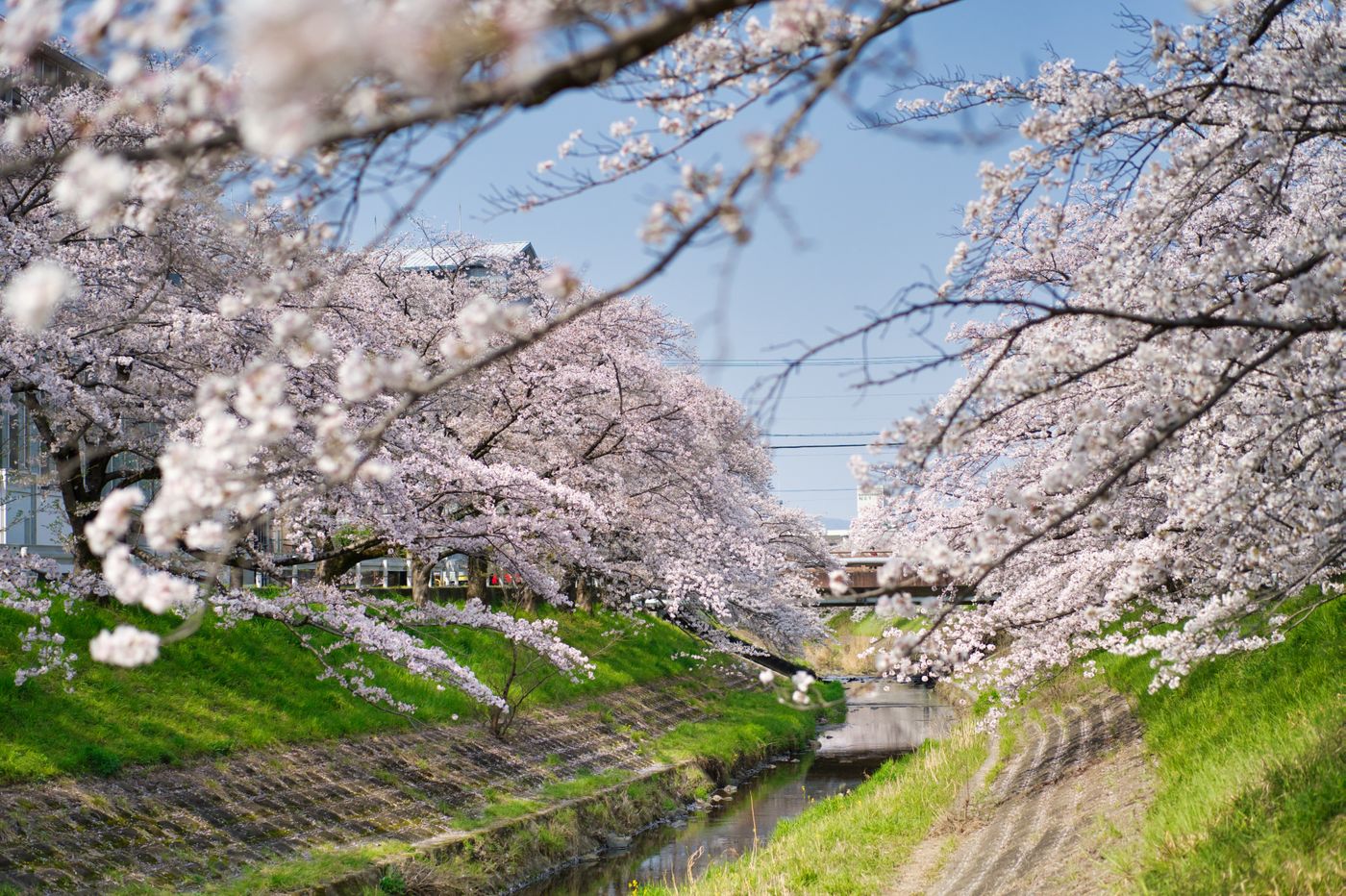 Cherry Blossom Season in Japan: A Week-by-Week Guide to Peak Bloom by Region