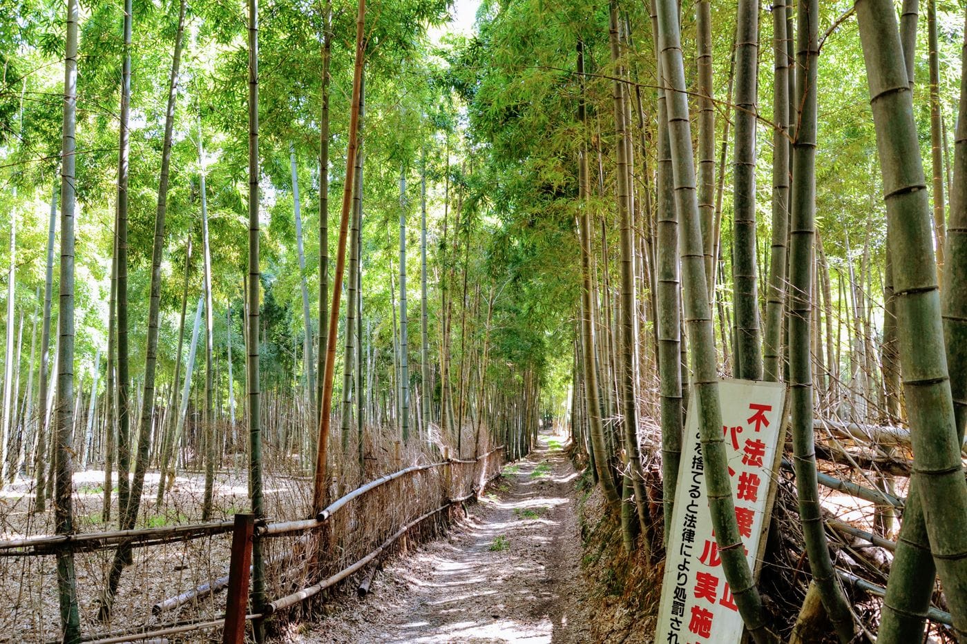 Tranquil path through a lush bamboo forest in Japan, with sunlight filtering through tall trees.
