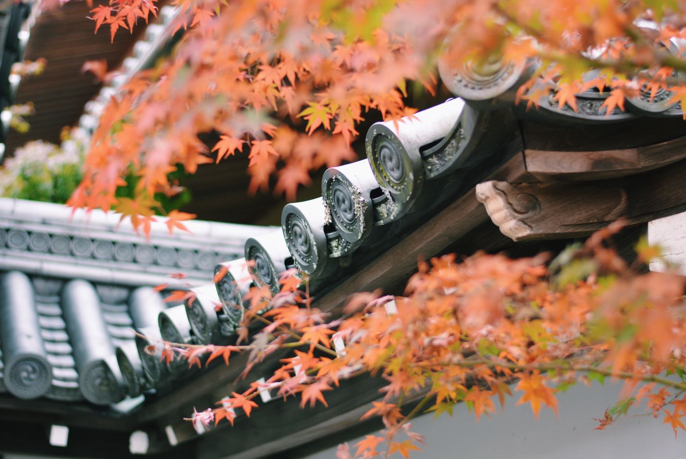 Autumn Foliage (Koyo) in Japan: The Complete Regional Guide