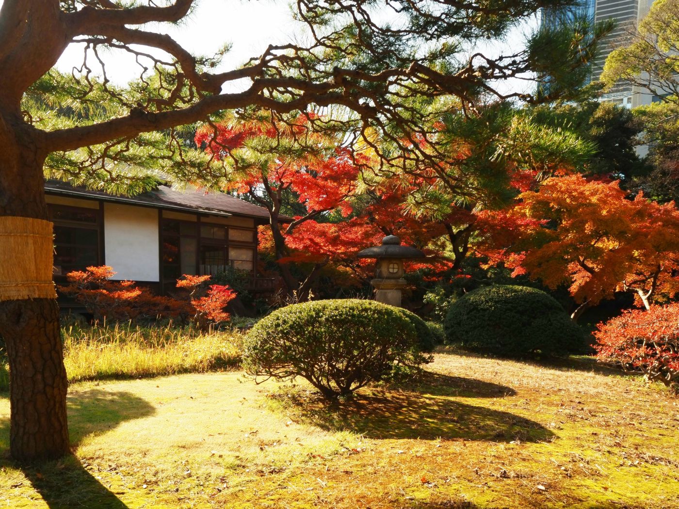 Tokyo’s Hidden Edo Gardens: The Deepest Cultural Experience in the City