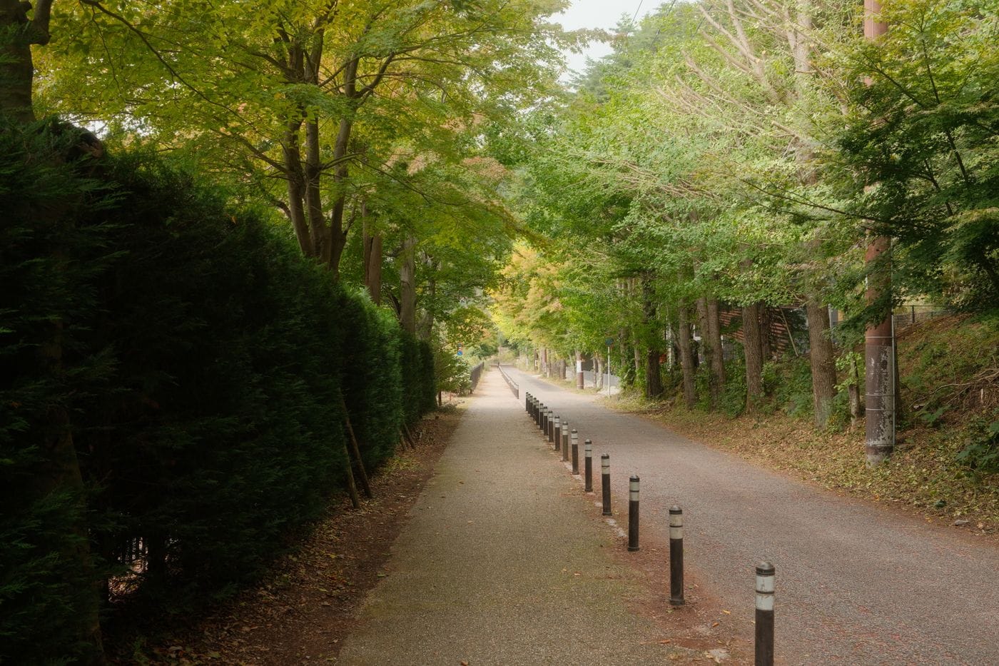 Aokigahara (Sea of Trees): What It Actually Is — A Sensitive Guide