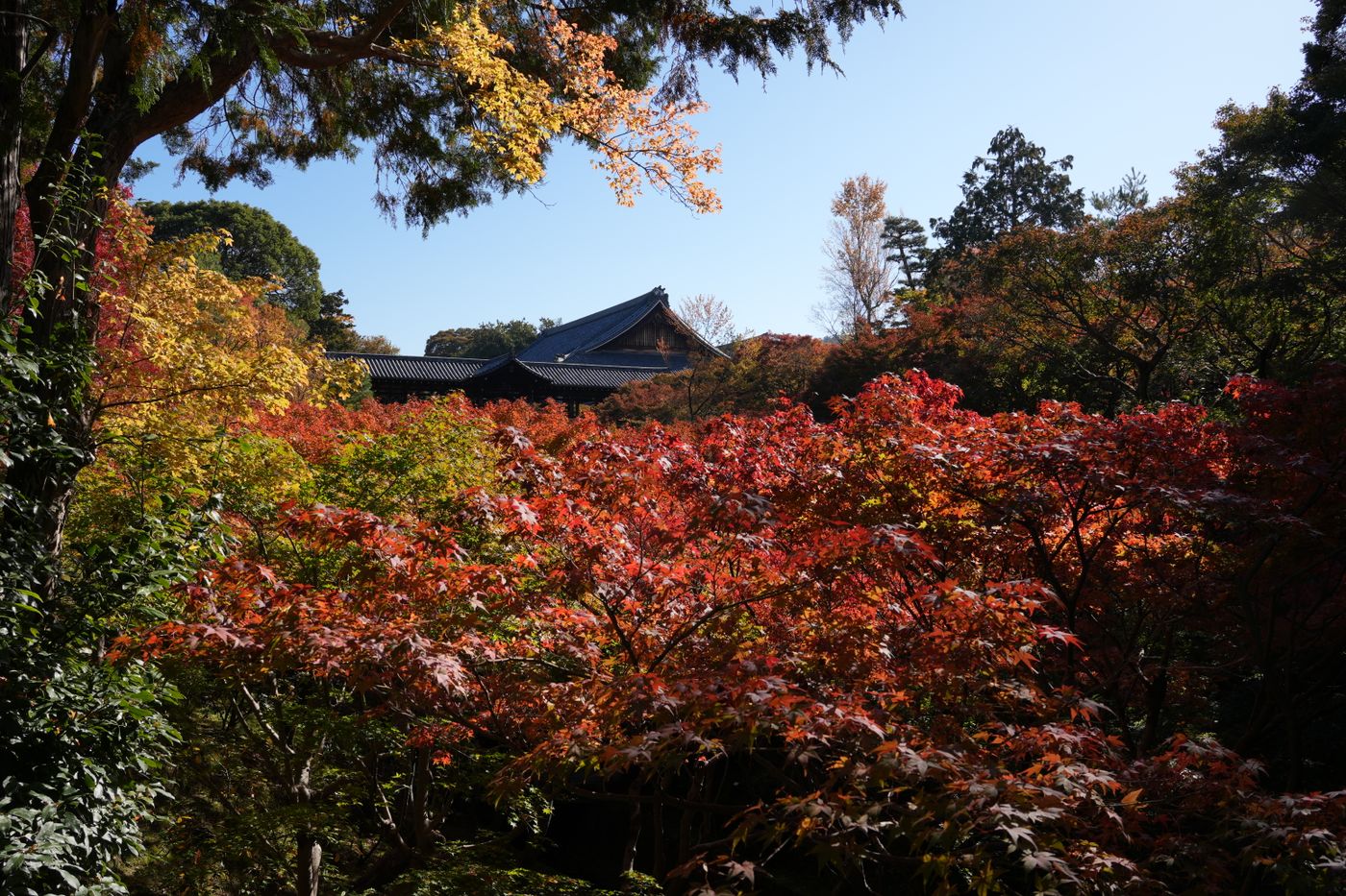 Autumn Leaves in Kyoto: Tofuku-ji, Arashiyama & the Local Spots