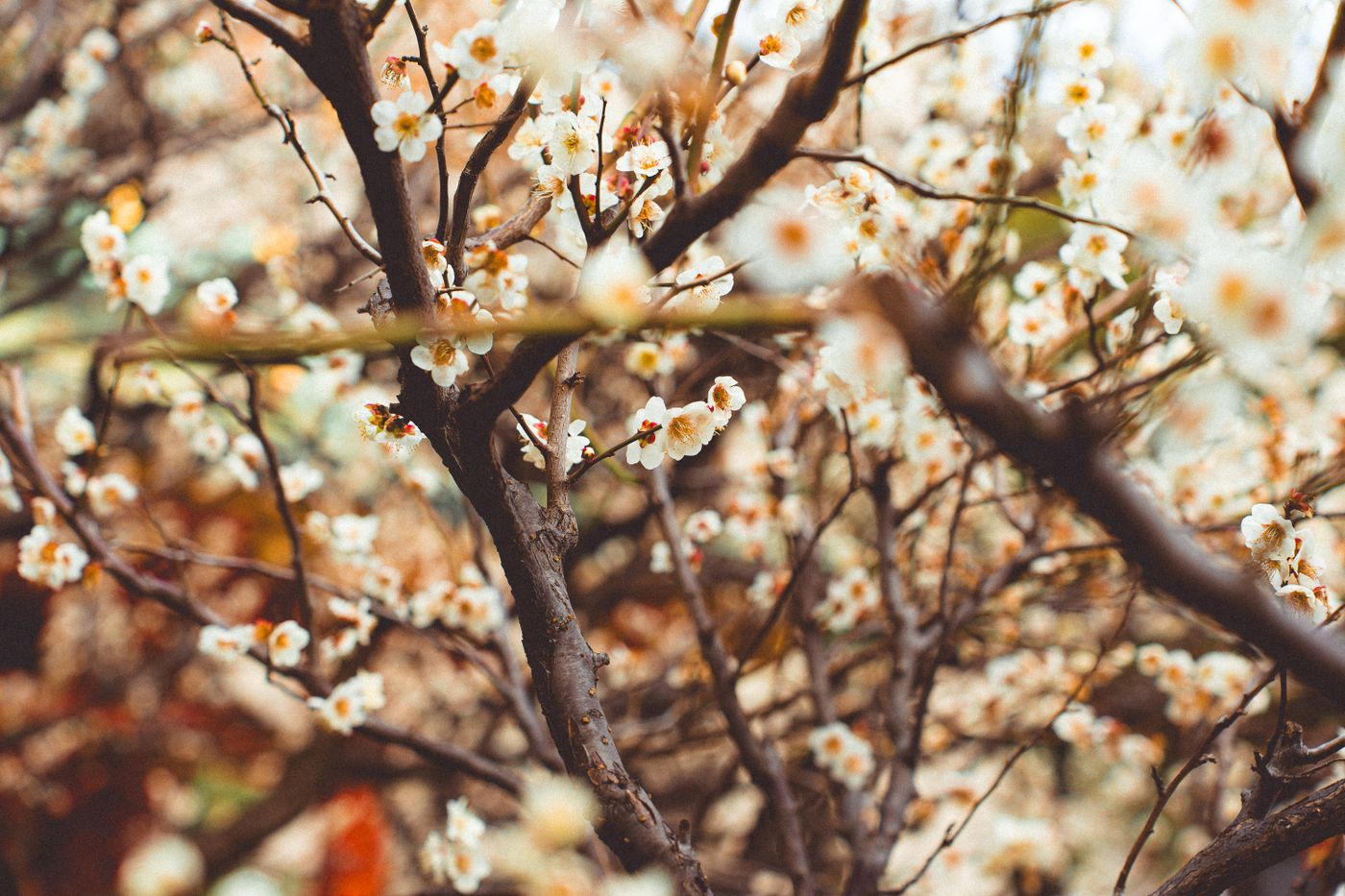 Plum Blossoms (梅) in Japan: The Pre-Sakura Season — Atami & Odawara