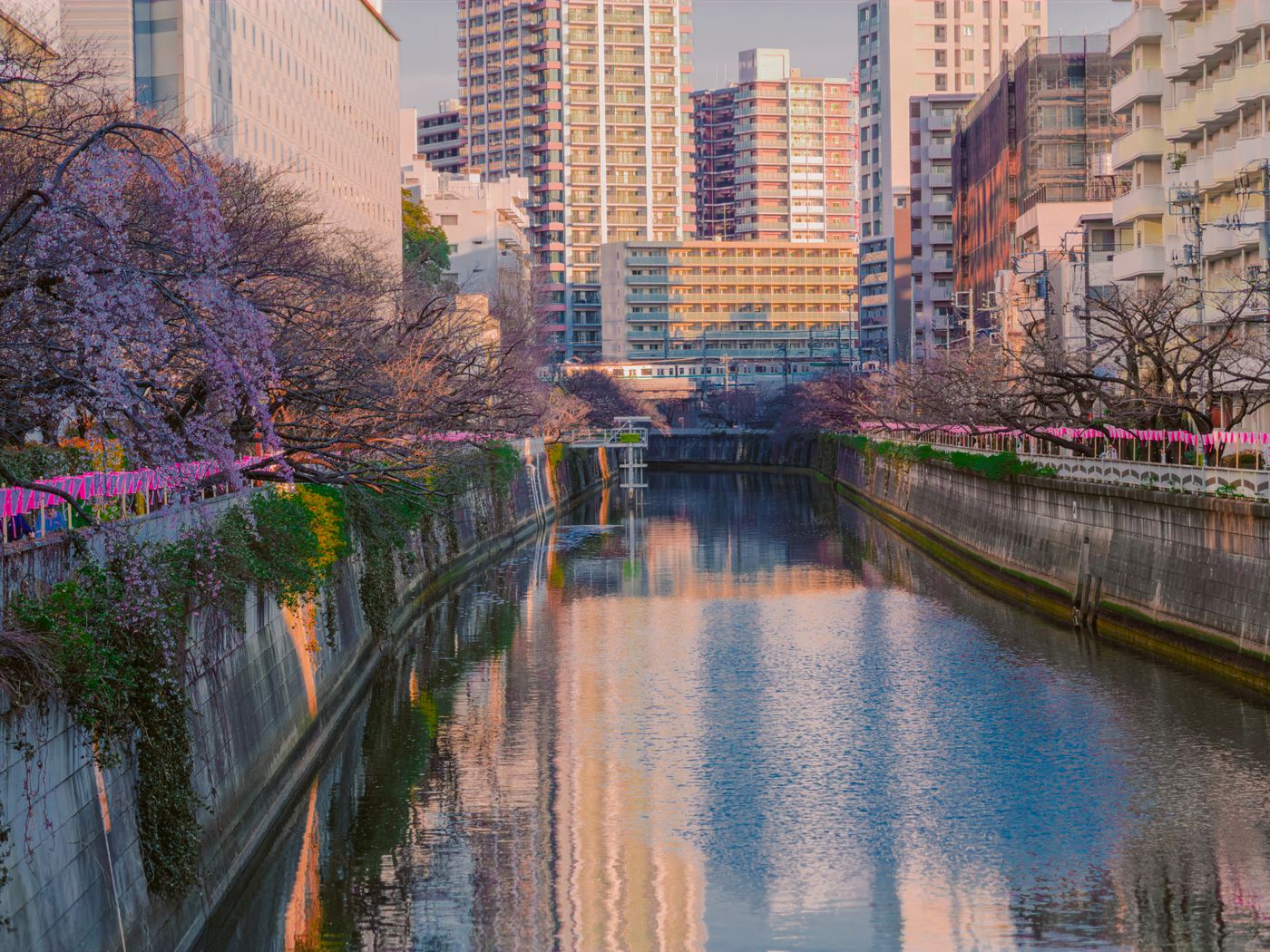 Best Hotels Near Meguro Station | Tokyo’s Cherry Blossom Hub