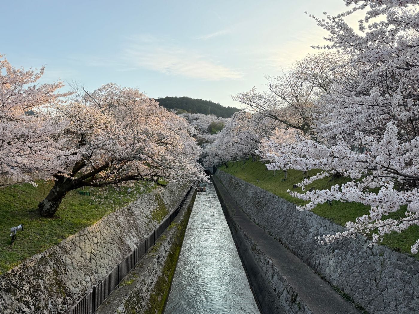 Philosopher’s Path Spring Cherry Blossom Guide Kyoto