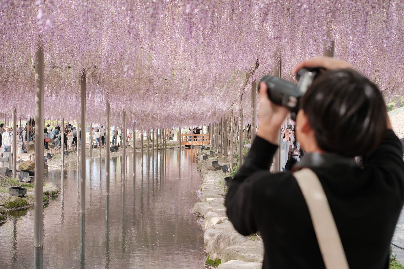 A photographer takes a picture of blooming wisteria at an outdoor location in Japan, under a canopy of purple flowers.