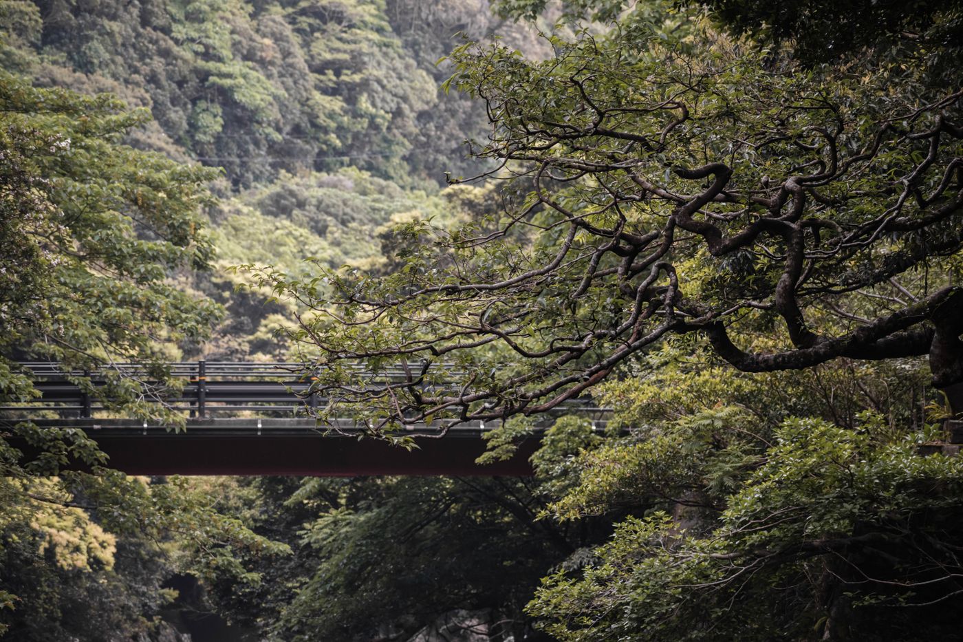 Yakushima: Japan’s Ancient Cedar Forest — How to Trek to Jomon Sugi