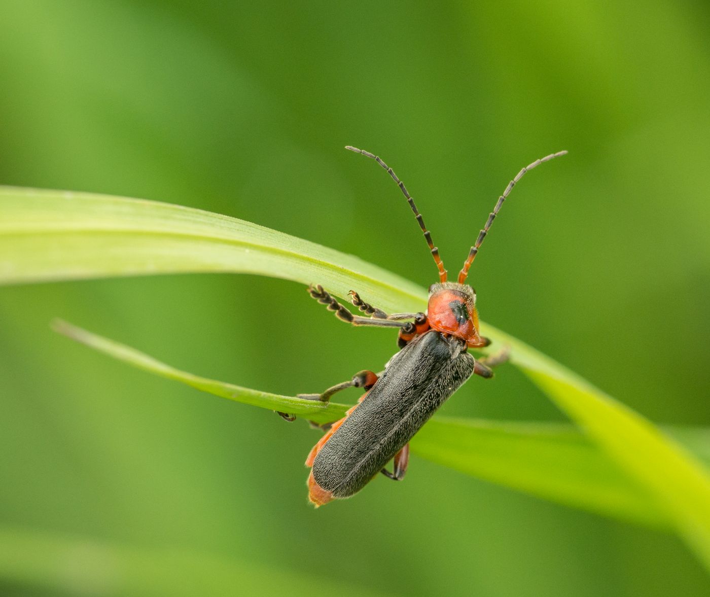 Firefly (Hotaru) Viewing in Japan: Where & When to See This Magical Experience