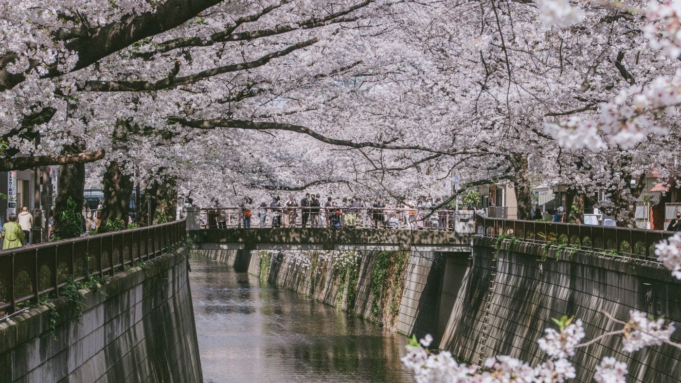 Beautiful cherry blossoms in full bloom over a riverside bridge during spring.
