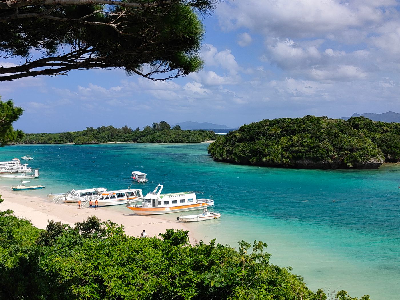 Iriomote Island: Jungle Trekking, Mangrove Kayaking & the Iriomote Wildcat