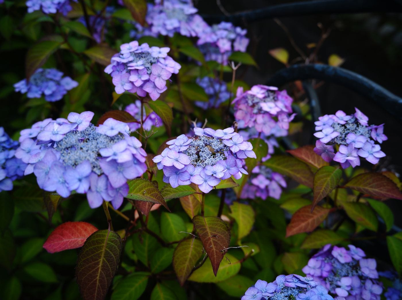 A stunning close-up of purple hydrangeas in full bloom, captured in Kawasaki, Japan.
