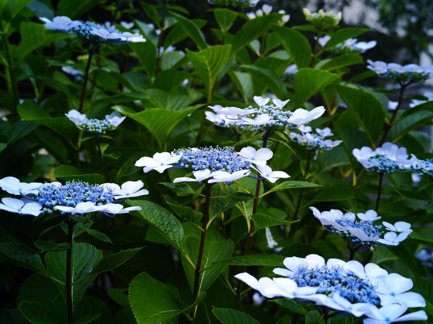 Hydrangea Season in Tokyo: Meigetsuin, Hakusan Shrine & the Hidden Spots