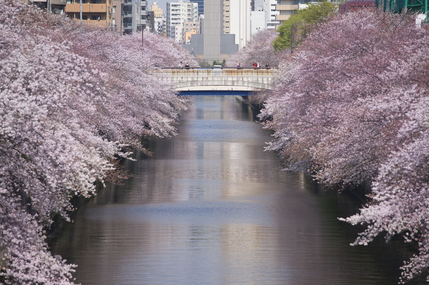 Walking Shibuya, Daikanyama, Nakameguro, & Meguro Guide