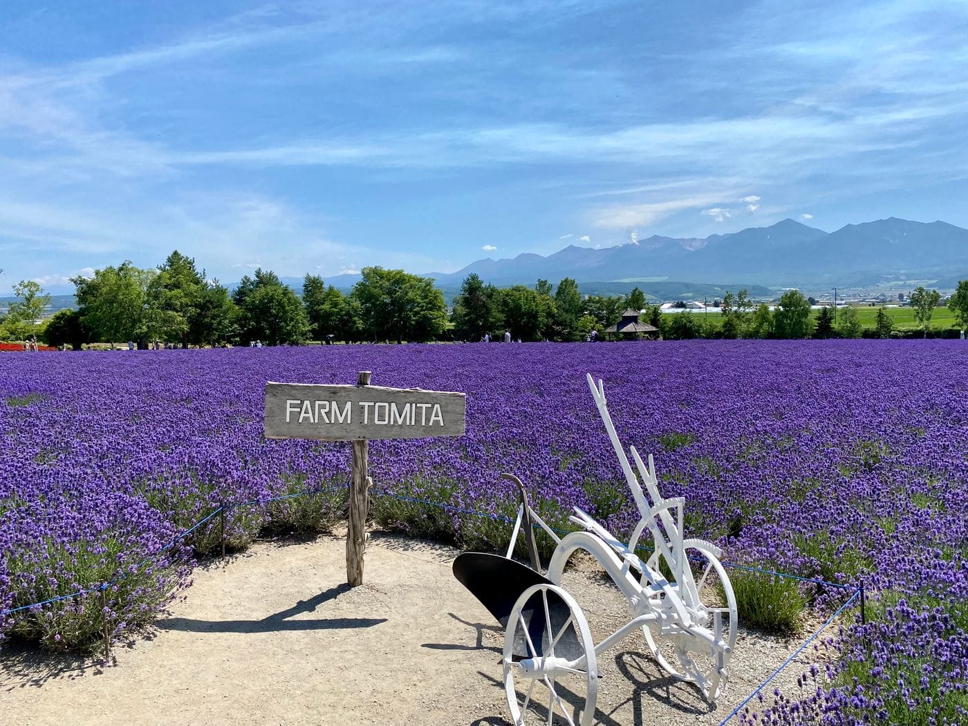 Explore the vibrant lavender fields at Farm Tomita in Nakafurano, Hokkaido, Japan, under a clear blue sky.