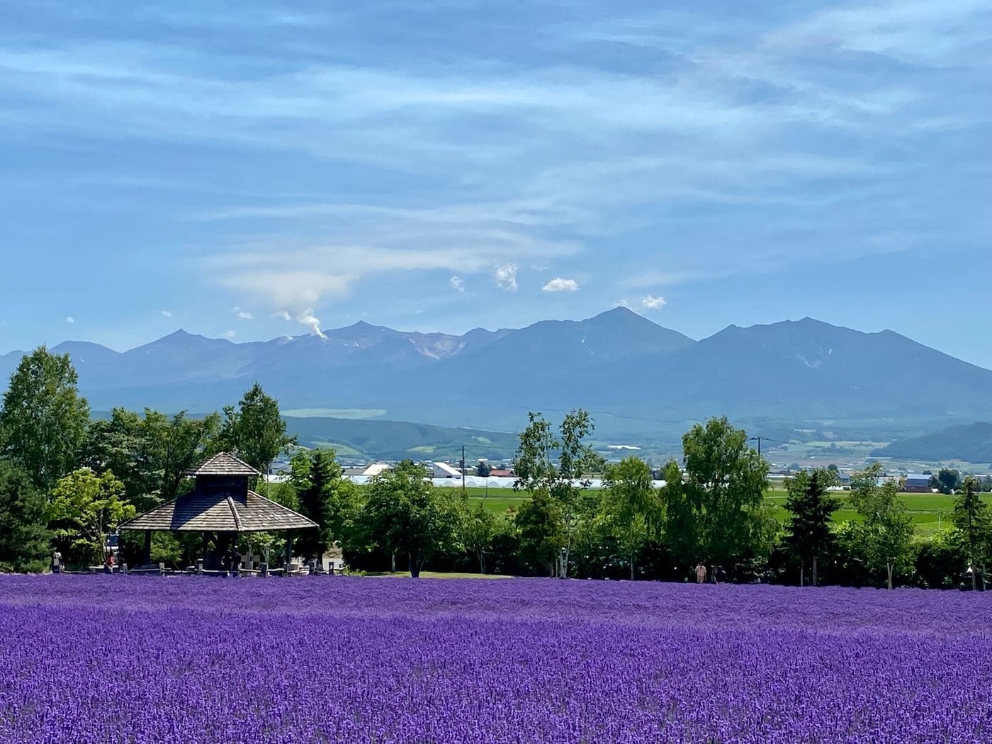 Furano & Biei: The Lavender Fields & Patchwork Roads of Central Hokkaido