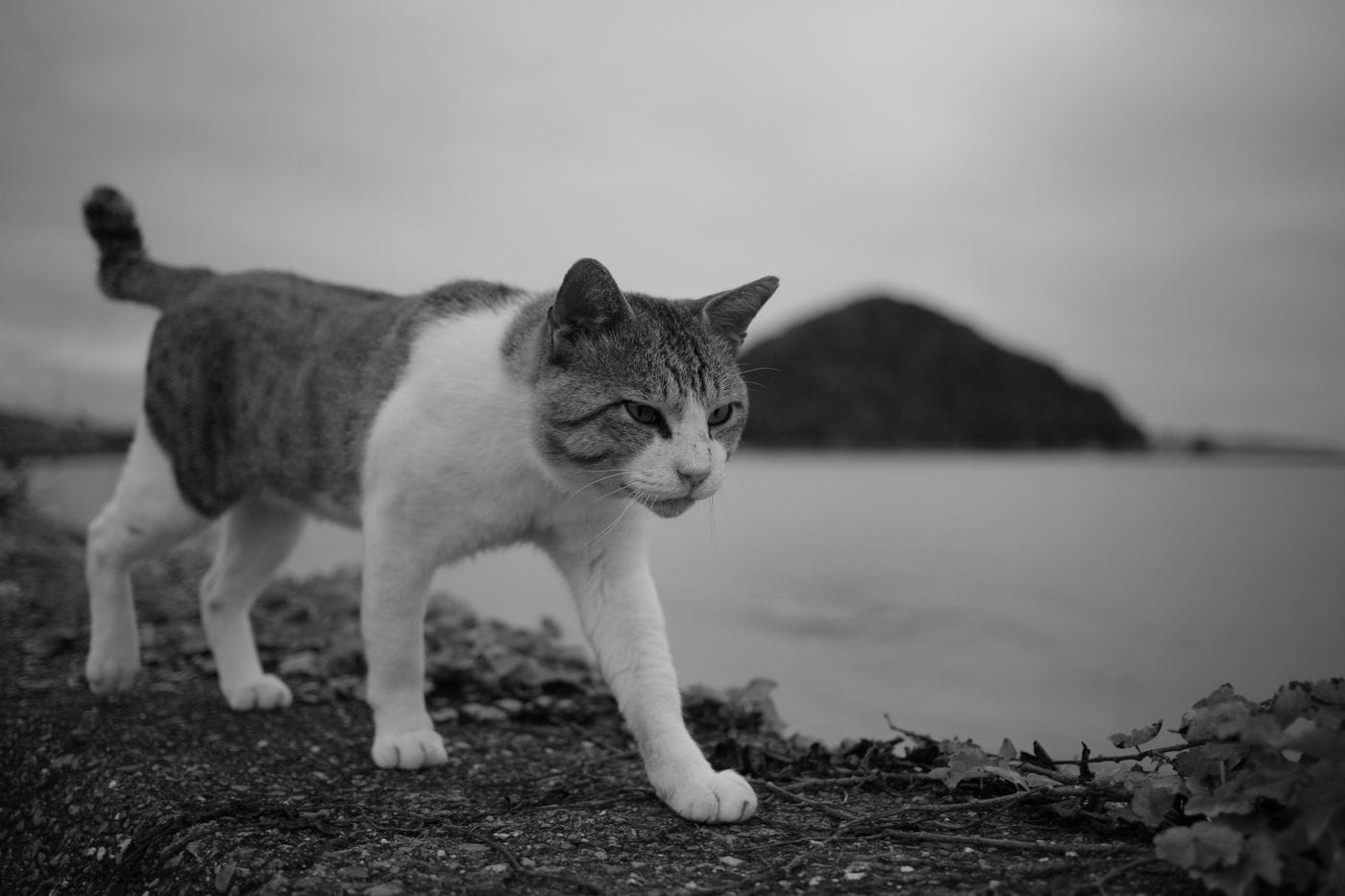 A close-up of a tabby cat walking along a coastal pathway in black and white.