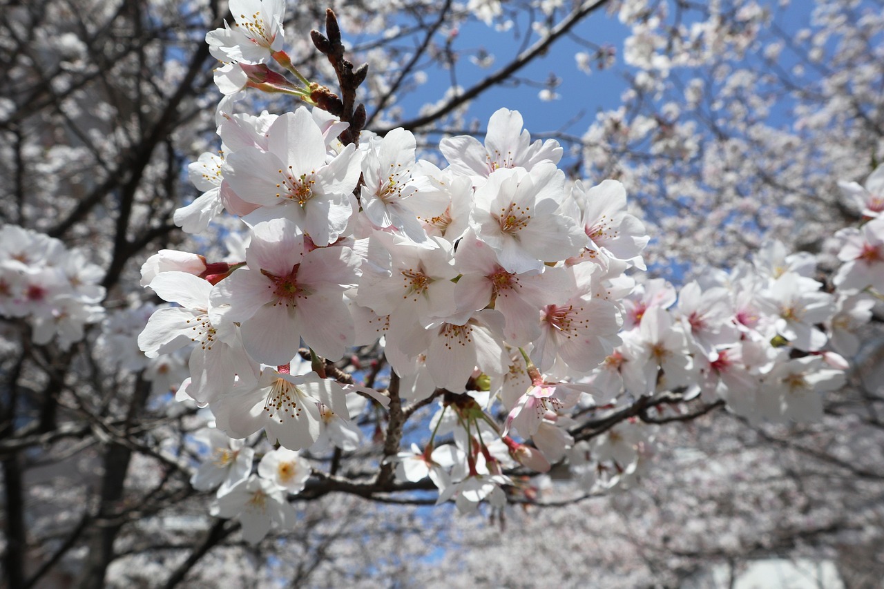 Kochi & The Katsurahama: The Wild Pacific Coast of Shikoku