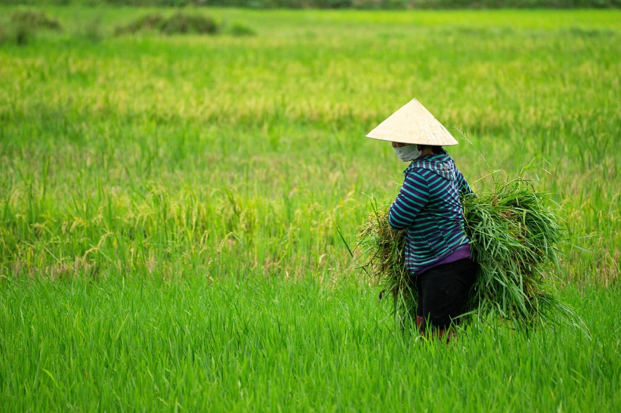 Rice Planting & Harvest Volunteering: Joining a Japanese Farming Community for a Weekend