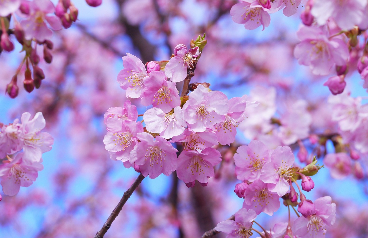 Sakura Train Journeys: The Most Scenic Cherry Blossom Train Routes in Japan