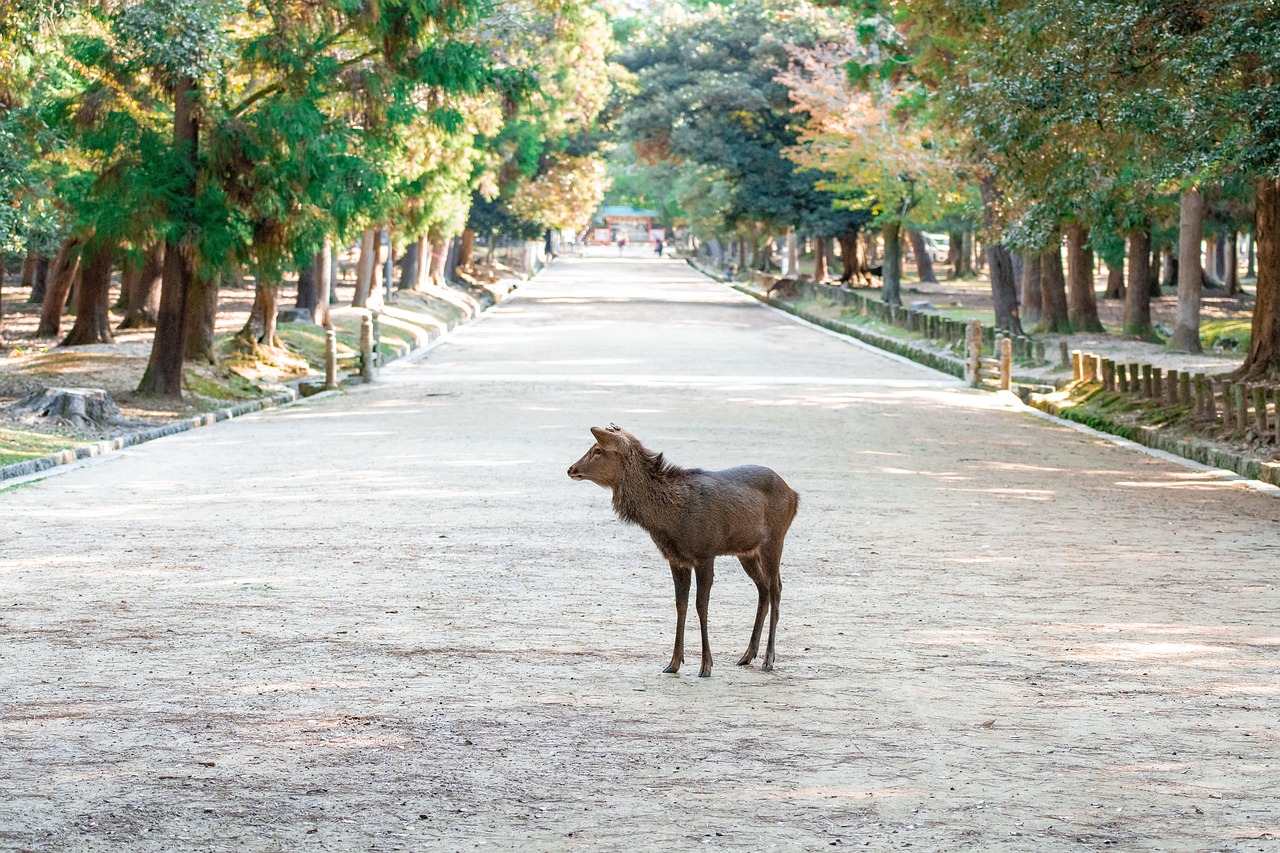 Nara Day Trip from Osaka: More Than Just Deer
